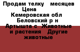 Продам телку 6 месяцев › Цена ­ 14 500 - Кемеровская обл., Беловский р-н, Артышта с. Животные и растения » Другие животные   